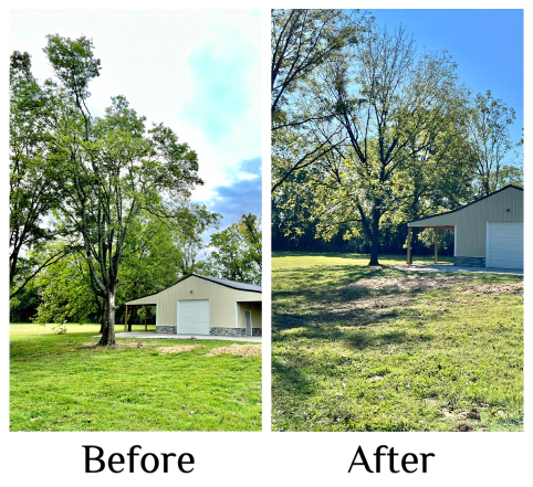 before and after of tree removal